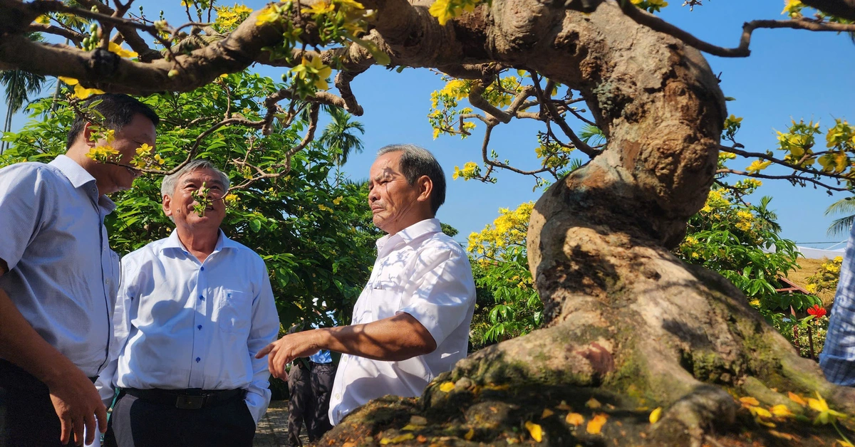 'Ngày Bonsai - Mai vàng Nghĩa Hành 2026' đón nghệ nhân, du khách thưởng lãm dịp đầu năm
