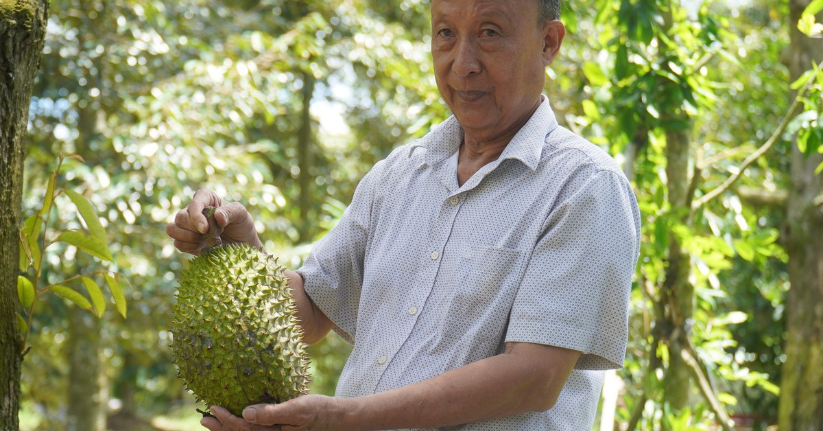 Sầu riêng miền Tây lên 140.000 đồng/kg, nhà vườn phấn khởi đầu năm