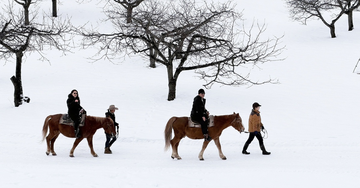 Cưỡi ngựa giữa trời tuyết Hokkaido