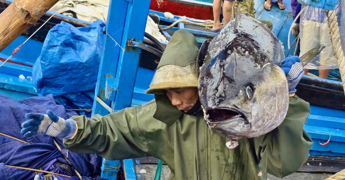 Cảng cá Phú Yên cũ, Khánh Hòa nhộn nhịp đón 'lộc biển' từ những chuyến tàu xuyên Tết