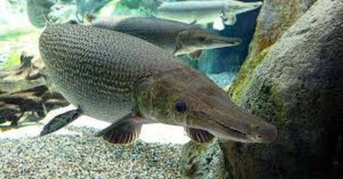 Sở Y tế Thanh Hóa thông tin vụ nghi ngộ độc do ăn thịt, trứng cá cảnh