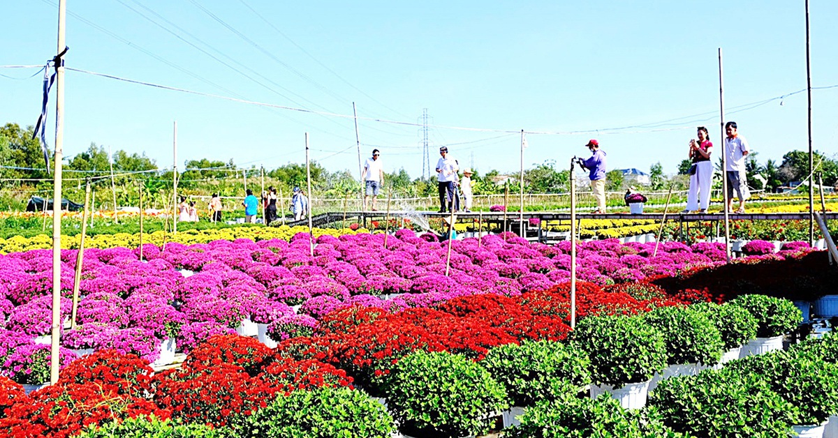 Bí quyết giúp nhà vườn thắng vụ hoa Tết