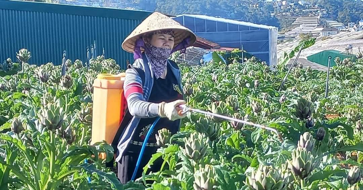 Những mùa atiso của tuổi thơ