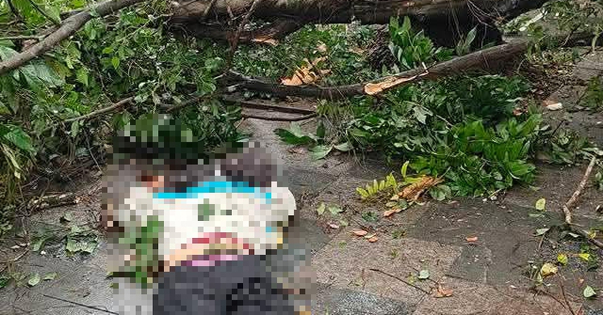 Cây xanh gãy đổ tại vườn hoa Lý Tự Trọng sát hồ Tây đè trúng 2 người dân phải đi cấp cứu