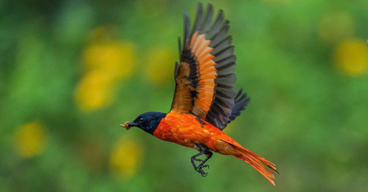 Hồng tước, Hoàng tước, Họa mi về Công viên Tưởng niệm nạn nhân COVID-19