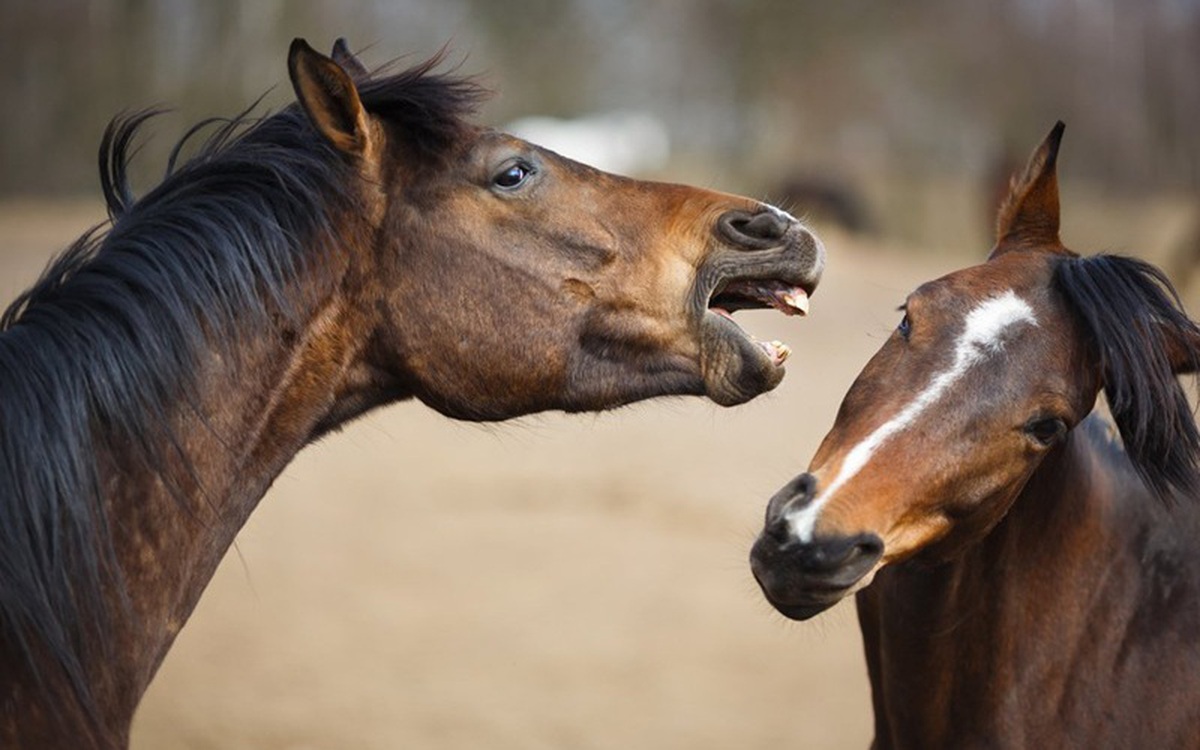 Phát hiện ngựa có thể 'huýt sáo' và 'hát' cùng lúc
