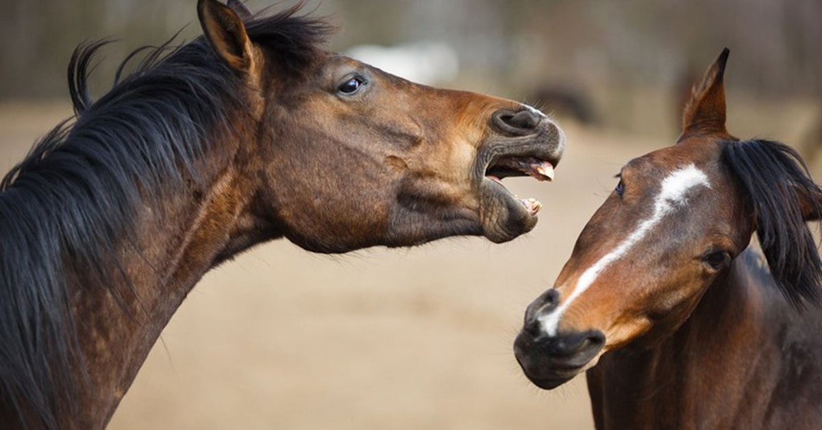 Phát hiện ngựa có thể 'huýt sáo' và 'hát' cùng lúc