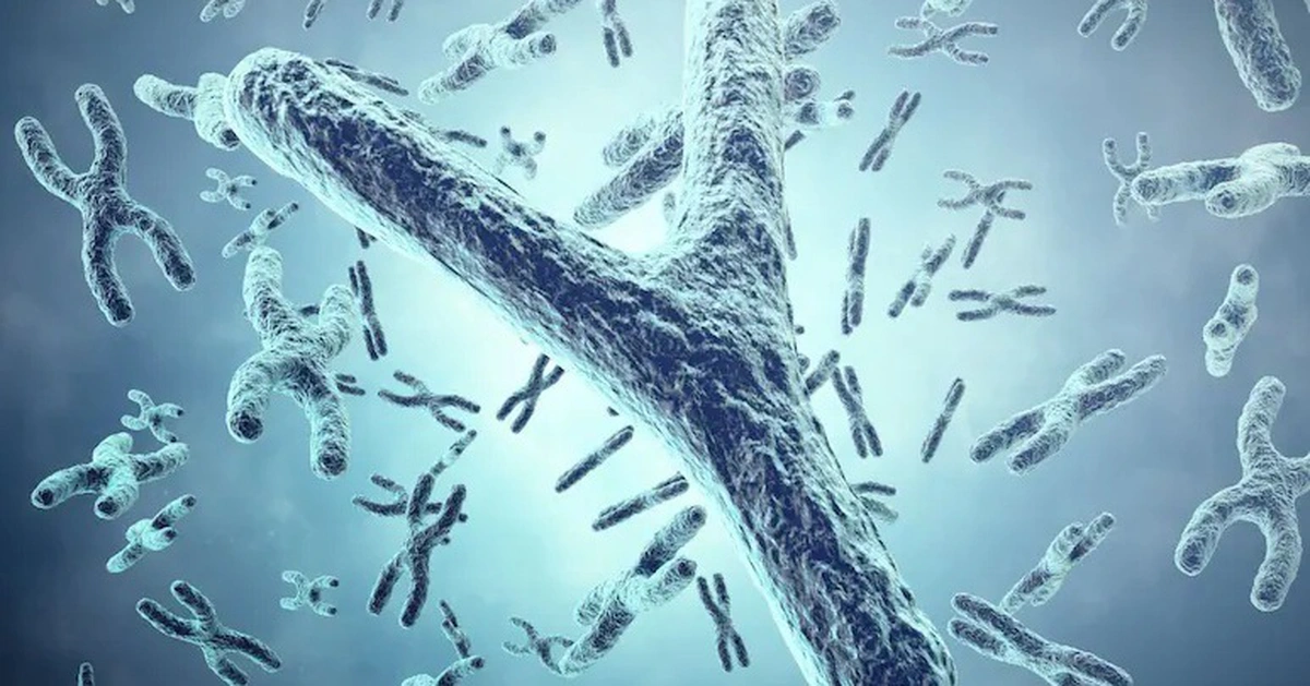 Nam giới càng lớn tuổi càng 'mất' nhiễm sắc thể Y: Điều gì đang xảy ra?