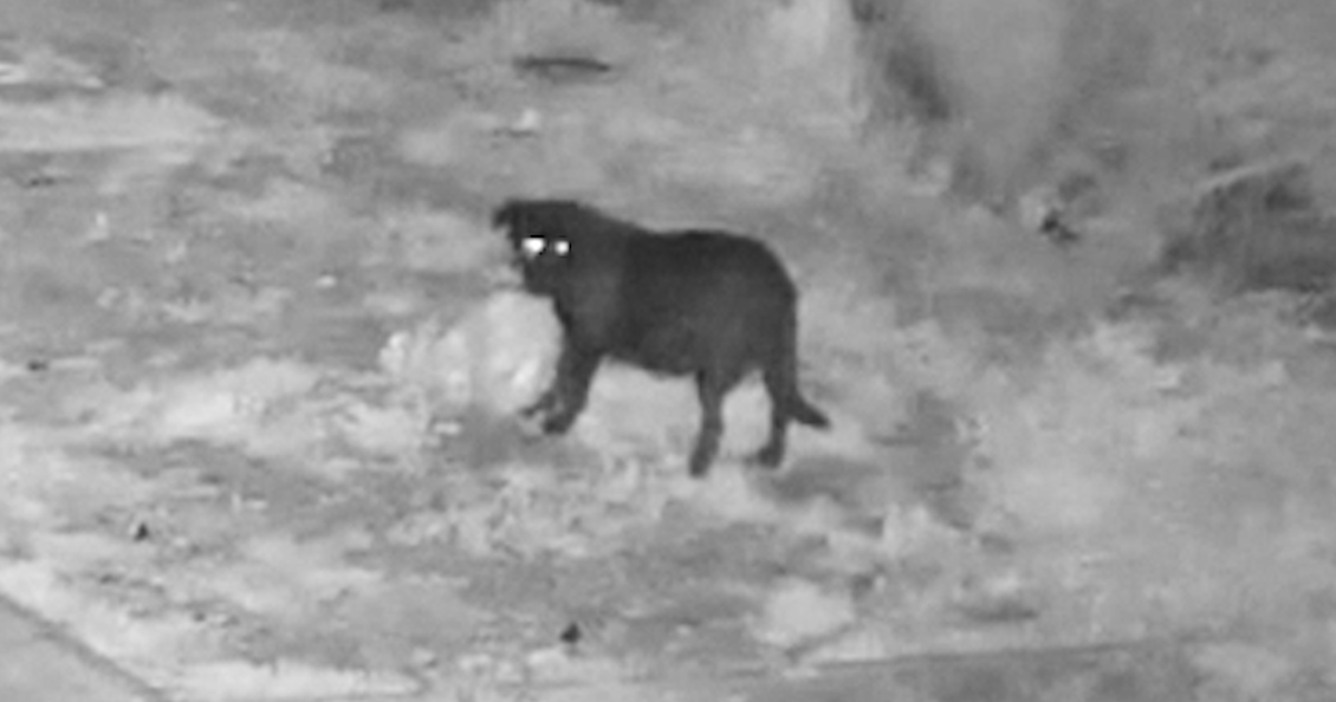 Xử phạt người đàn ông dạy chó mang các túi rác bỏ ra đường nhằm né camera giám sát