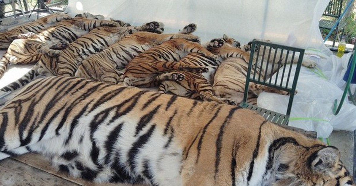 Hé lộ nguyên nhân thực sự khiến 72 con hổ chết ở Thái Lan