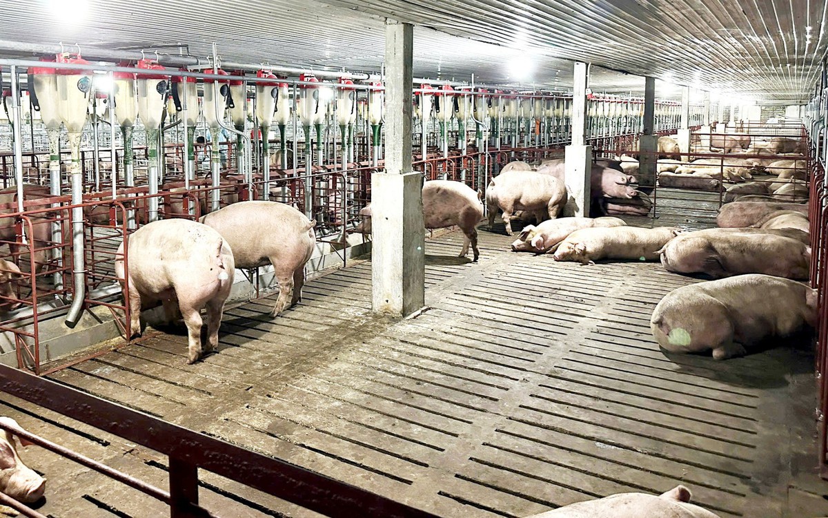 Một loạt cơ sở chăn nuôi ở Phú Thọ bị xử phạt vì vi phạm môi trường