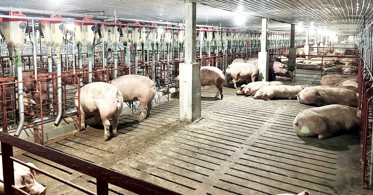 Một loạt cơ sở chăn nuôi ở Phú Thọ bị xử phạt vì vi phạm môi trường