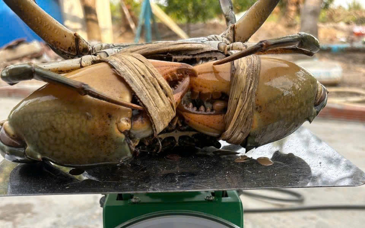 Nông dân Cần Thơ bắt được con cua biển nặng 1,1 kg