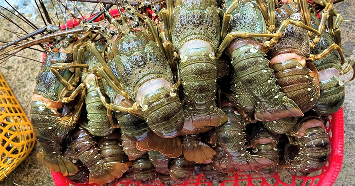 Vì sao Trung Quốc giảm nhập một nửa tôm hùm Canada, tăng gấp đôi mua của Việt Nam?