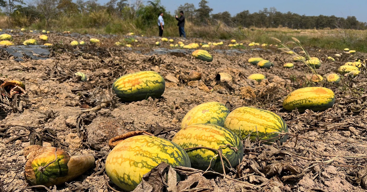 Vụ 500 sào dưa hấu chết giữa ruộng tại Gia Lai: Làm sao nông dân tự bảo vệ mình?