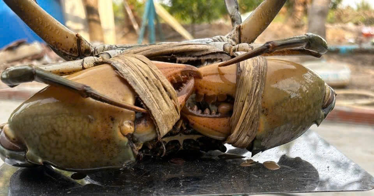 Vì sao miền Tây có nhiều cua biển 'khủng'?