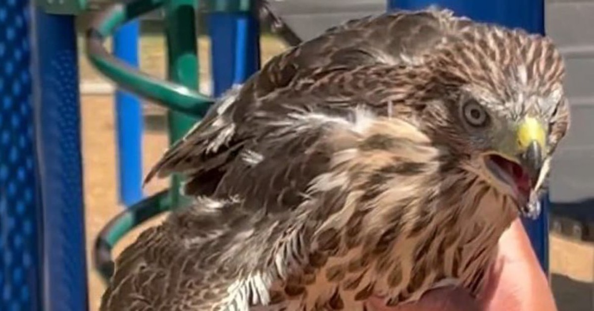 Bị phạt tù 45 ngày vì cho chim uống rượu