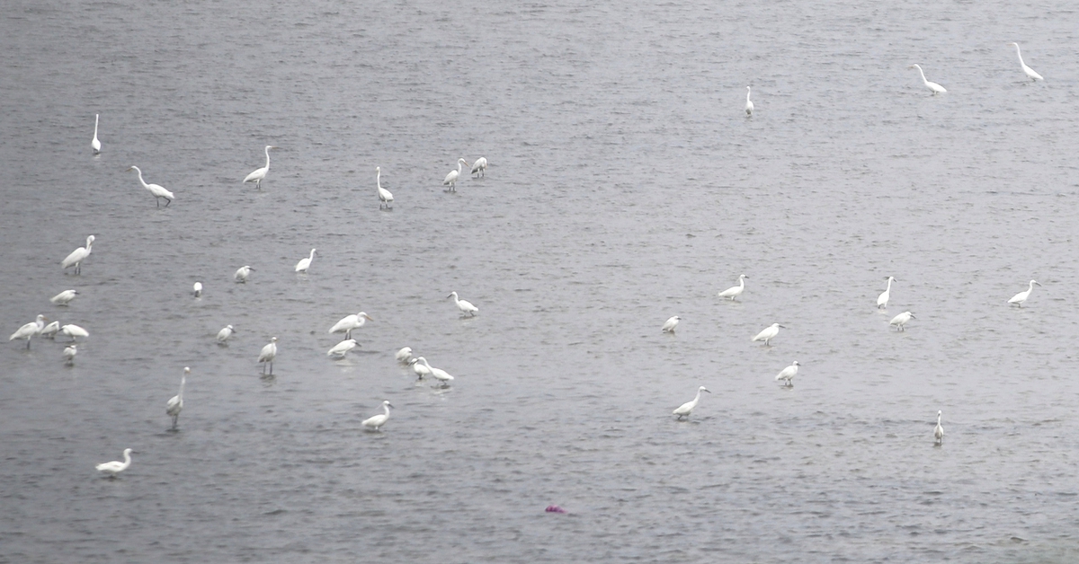Cò về kín bãi bồi sông Hàn, vẽ nên bức tranh yên bình giữa lòng Đà Nẵng