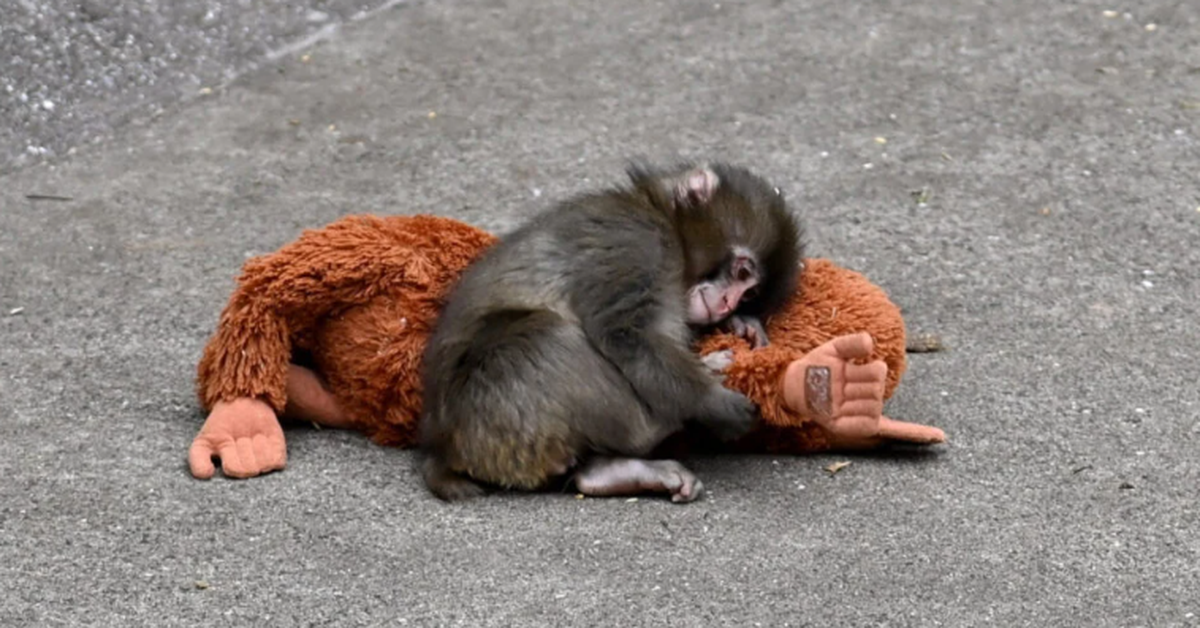 Cái ôm 'gây bão' của chú khỉ Punch khiến thú bông IKEA cháy hàng, giá vọt 16 lần