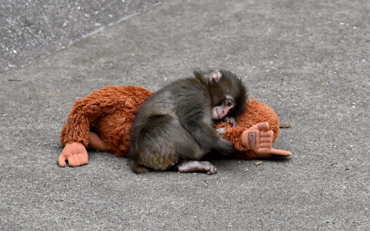 Cái ôm 'gây bão' của chú khỉ Punch khiến thú bông IKEA cháy hàng, giá vọt 16 lần