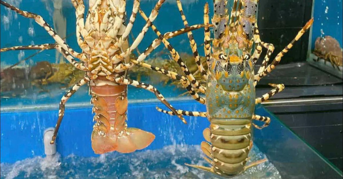 5 yếu tố giúp tôm hùm Việt Nam vượt qua Canada, Mỹ để chiếm lĩnh thị trường Trung Quốc