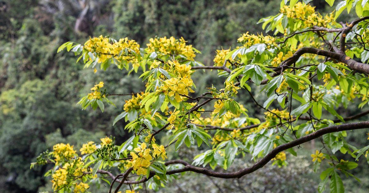 Lạc giữa rừng mai vàng cổ thụ trăm tuổi ở đại ngàn Quảng Trị