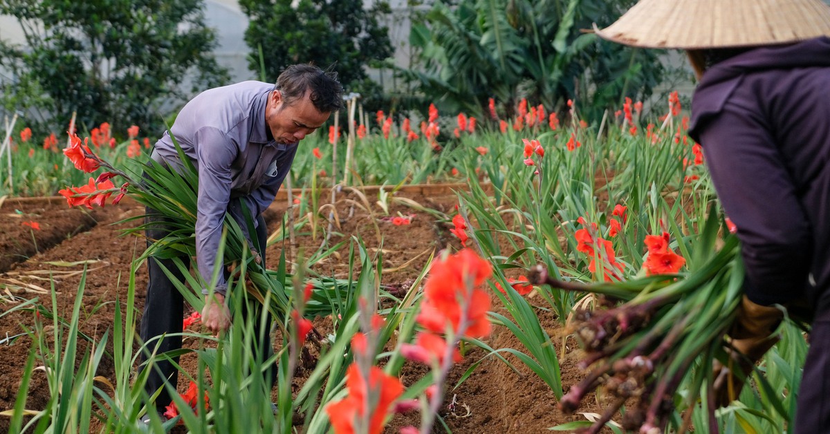 Hoa lay ơn nở trễ, nhà vườn vùng Đà Lạt nhổ bỏ cả cánh đồng