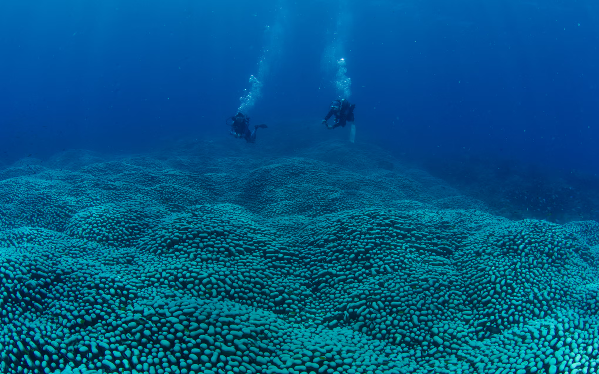 Phát hiện rạn san hô 'khủng' gần 4.000m²
