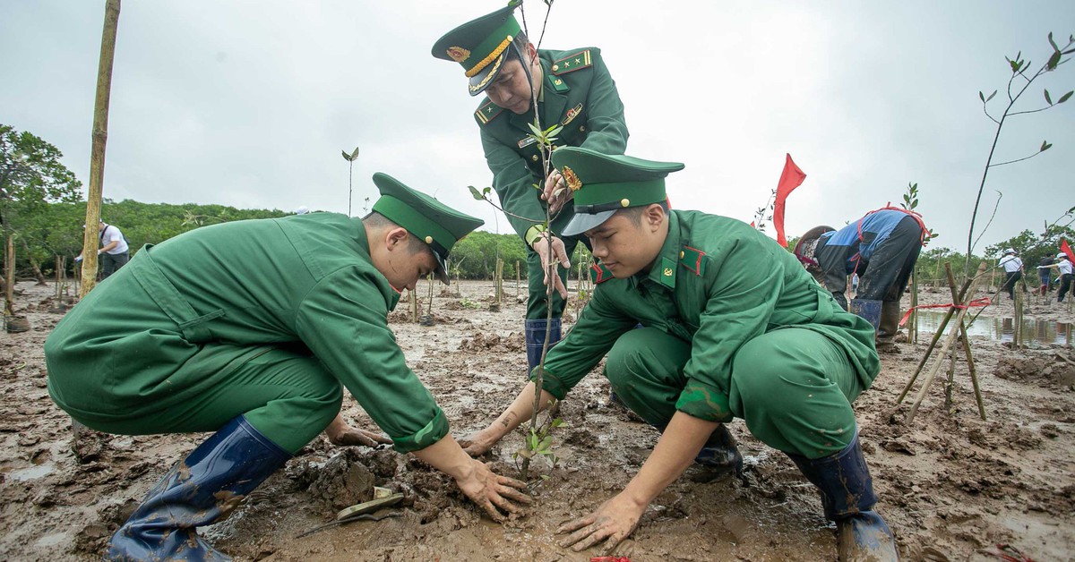Mỗi cánh rừng được gây dựng là thêm một lớp phòng tuyến tự nhiên trước thiên tai