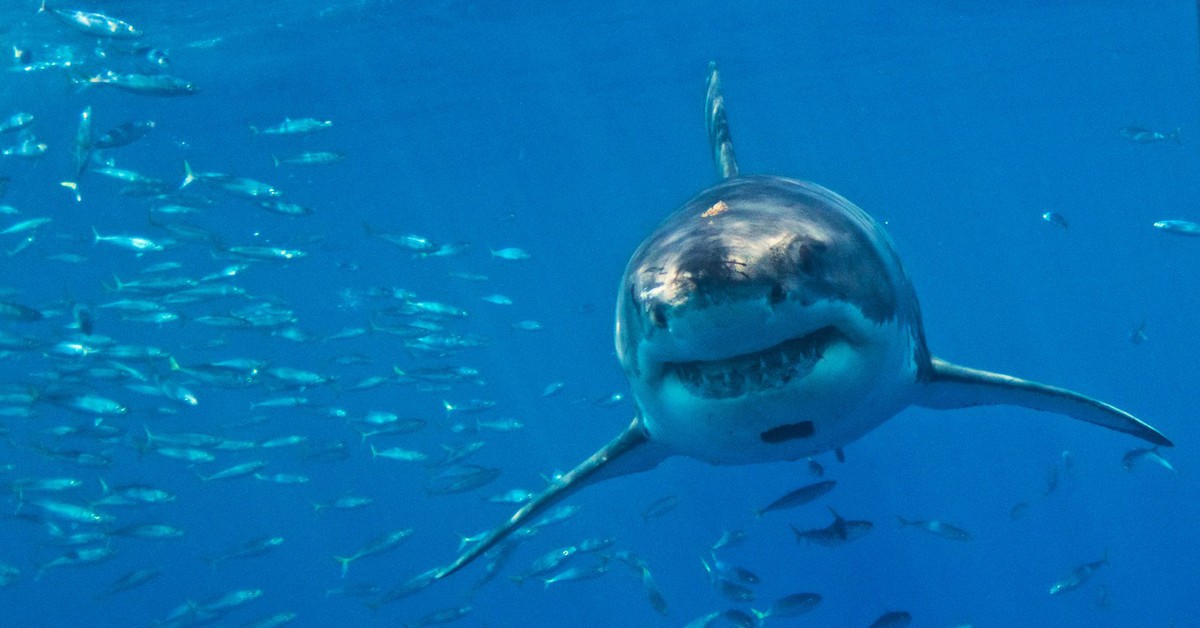 Bí mật 30.000 chiếc răng của cá mập trắng: Hàm răng 'tiến hóa' suốt đời