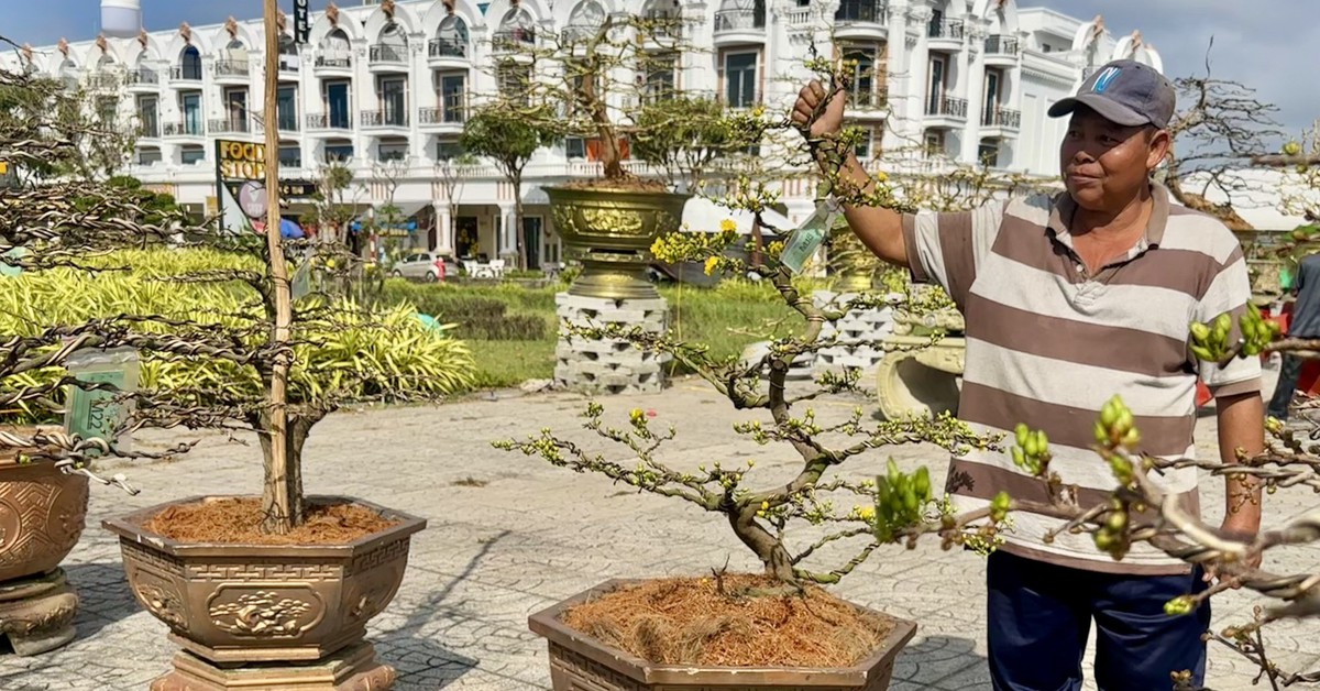 Thị trường hoa mai nhỏ, mai bonsai 'lên ngôi' cận Tết ở Rạch Giá