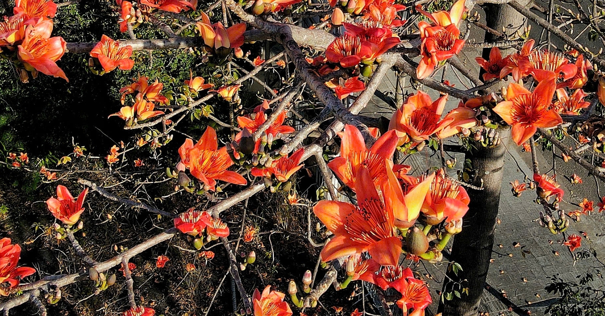 Mùa hoa pơ lang rực đỏ bên dòng sông chảy ngược Đăk Bla