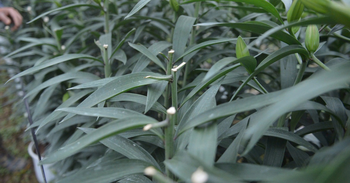 Hàng nghìn gốc hoa ly, hoa hồng của người dân trồng bán Tết bị kẻ gian chặt phá