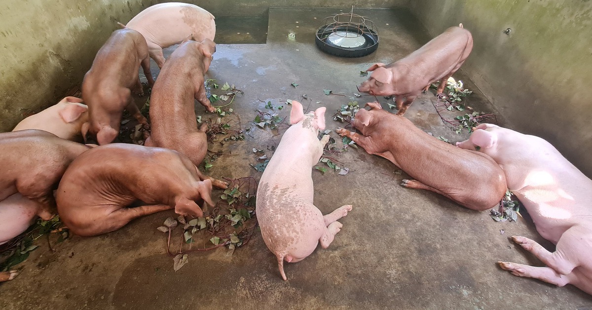 Giá heo tại Đồng Tháp tăng mạnh giáp Tết, nhưng nguồn cung được bảo đảm