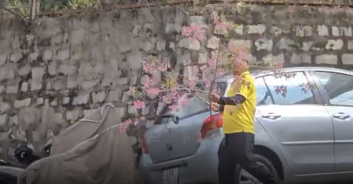 Người đàn ông vào nhà công vụ ở Đà Lạt chặt mai anh đào, chất lên ô tô rời đi