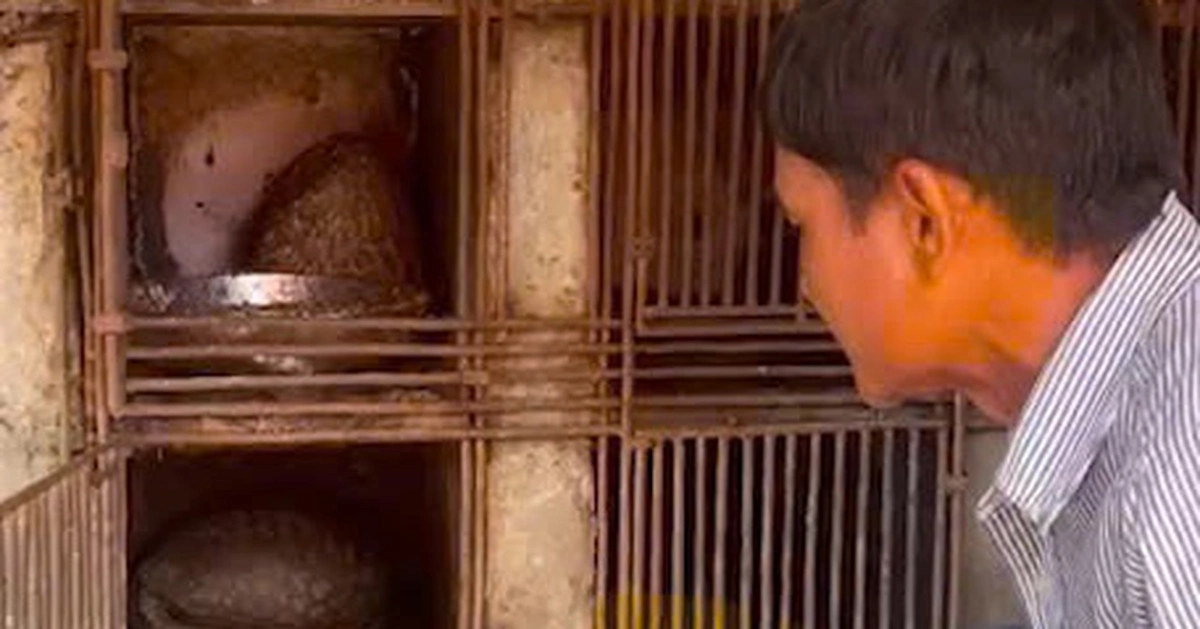 Phát hiện cặp vợ chồng nuôi nhốt 4 con tê tê quý hiếm - Tuổi Trẻ