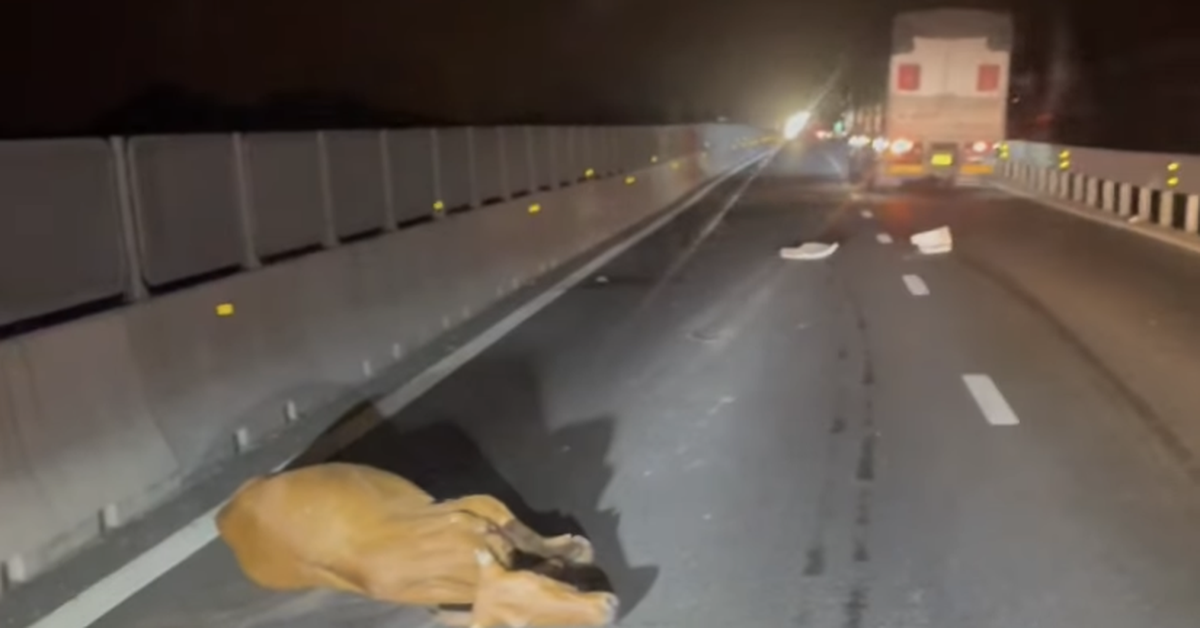 Xe tải làm rơi đàn bò trên cao tốc Vĩnh Hảo - Phan Thiết, nhiều vụ va chạm xảy ra