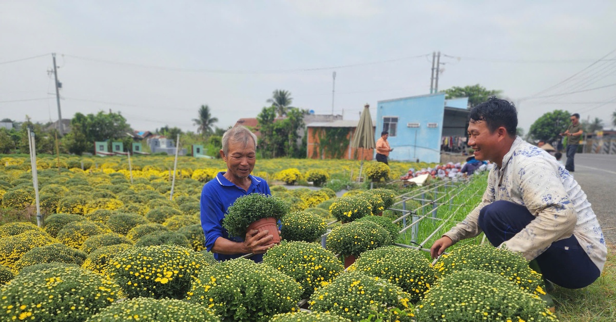 Người dân Vĩnh Long ùn ùn đổ xô đi xin giấy xác nhận nguồn gốc hoa, cây kiểng
