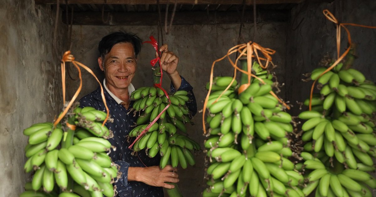 Thăm làng Đại Hoàng trồng "chuối tiến vua" lừng danh, cây mới trổ hoa đã có người đặt mua
