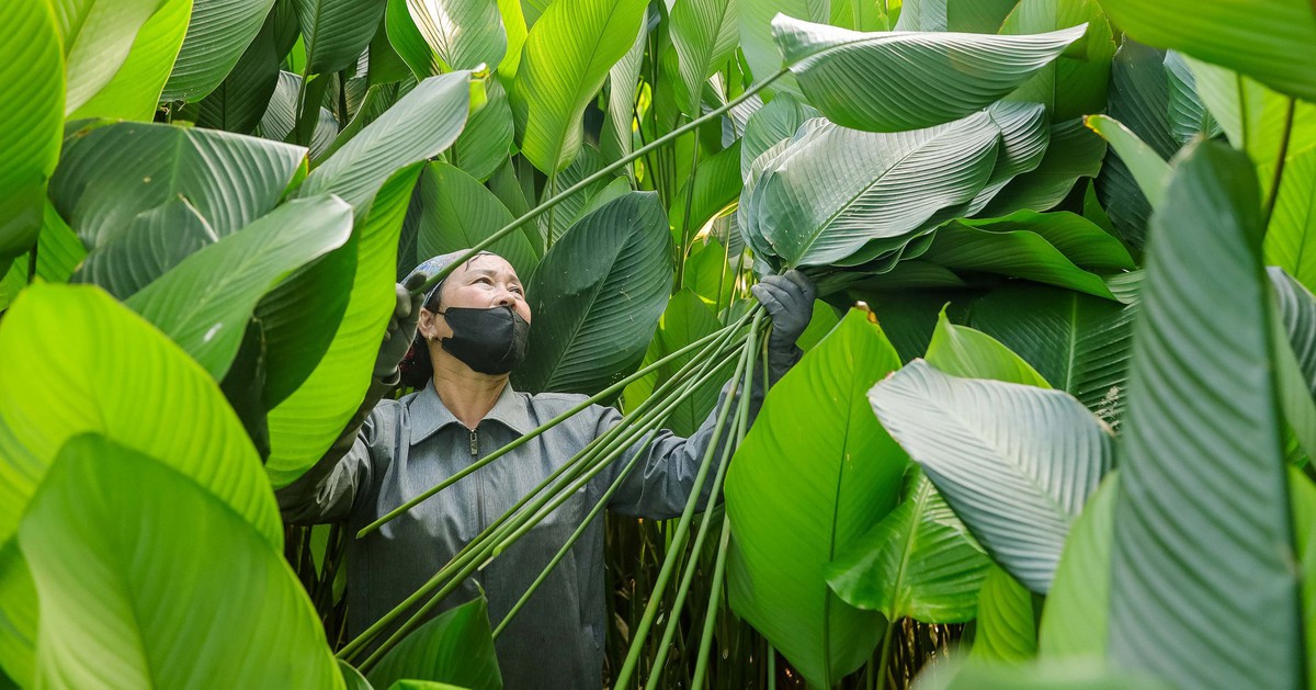 Xứ sở lá dong Tràng Cát vào vụ Tết