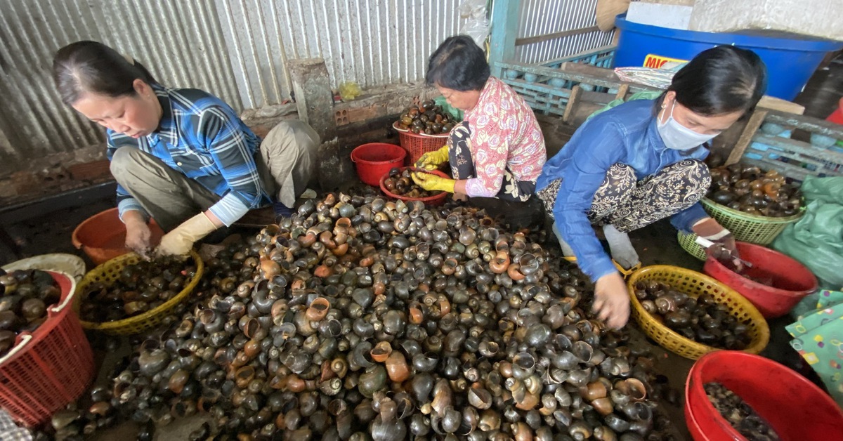 Tốc độ tối đa, tối thiểu cùng 50km/h trên cao tốc; Món ăn từ ốc phần lớn là ốc bươu vàng?