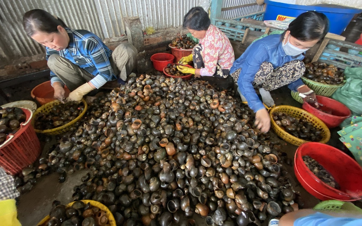 Tốc độ tối đa, tối thiểu cùng 50km/h trên cao tốc; Món ăn từ ốc phần lớn là ốc bươu vàng?