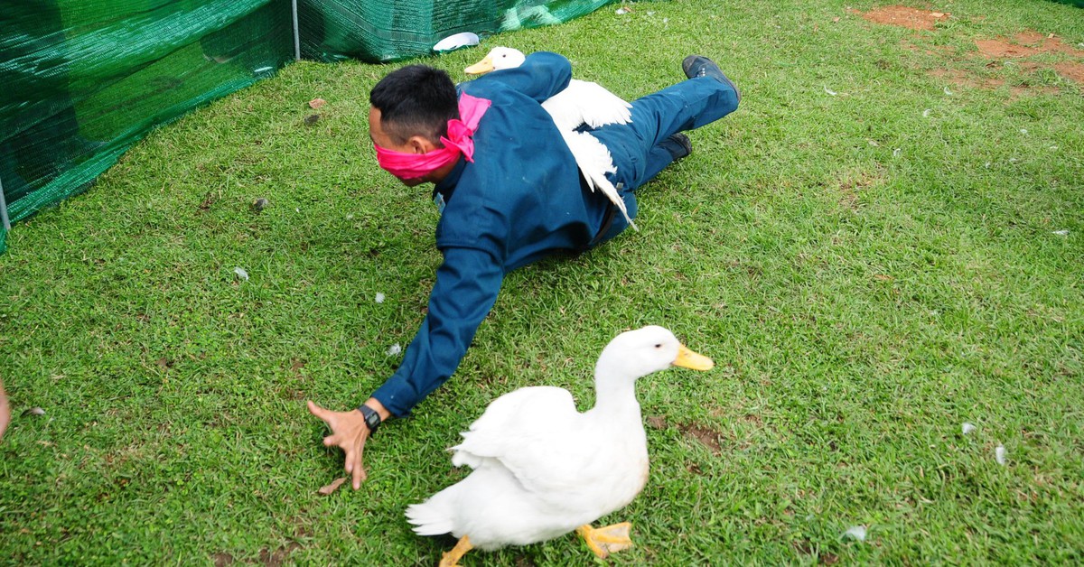 Bộ đội pháo phòng không bịt mắt bắt vịt khiến khán giả cười đau ruột