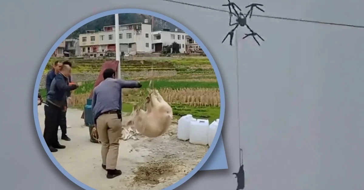 Dùng drone chở heo chuẩn bị Tết, cả làng mất điện nửa ngày trời