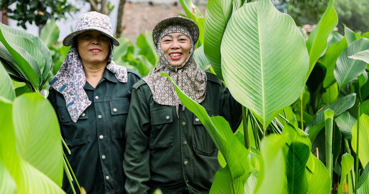 Thủ phủ lá dong Tràng Cát tất bật vào mùa thu hoạch Tết