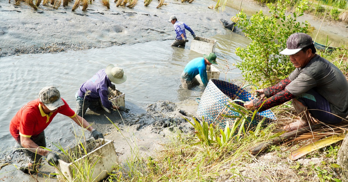 Nông dân Cà Mau 'vần công' thu hoạch tôm càng ăn Tết