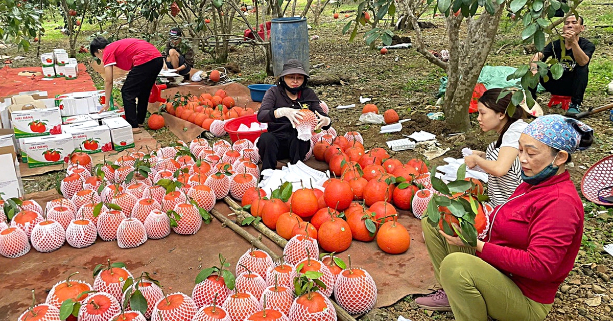 Nhiều loại "sản vật tiến vua" được biến thành quà Tết sang trọng, hút khách