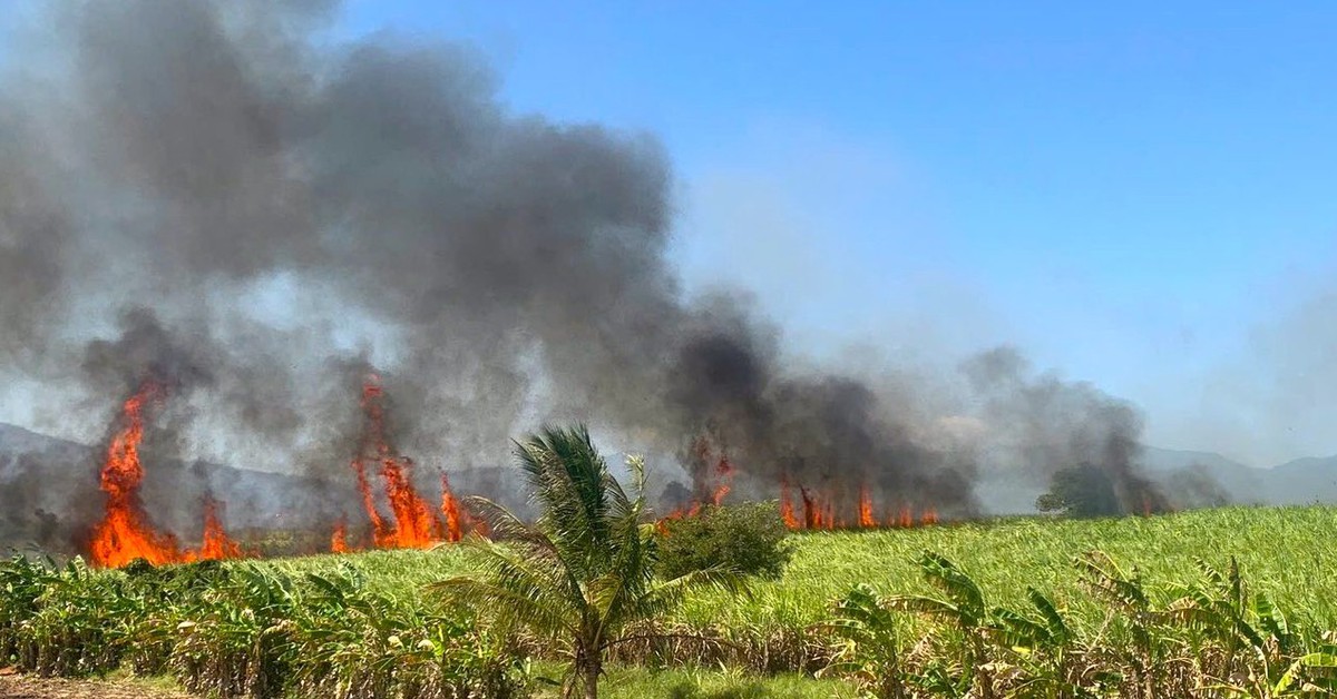 Hơn 40ha mía sắp thu hoạch bị cháy rụi ở Ninh Sơn, tỉnh Khánh Hòa - Tuổi Trẻ