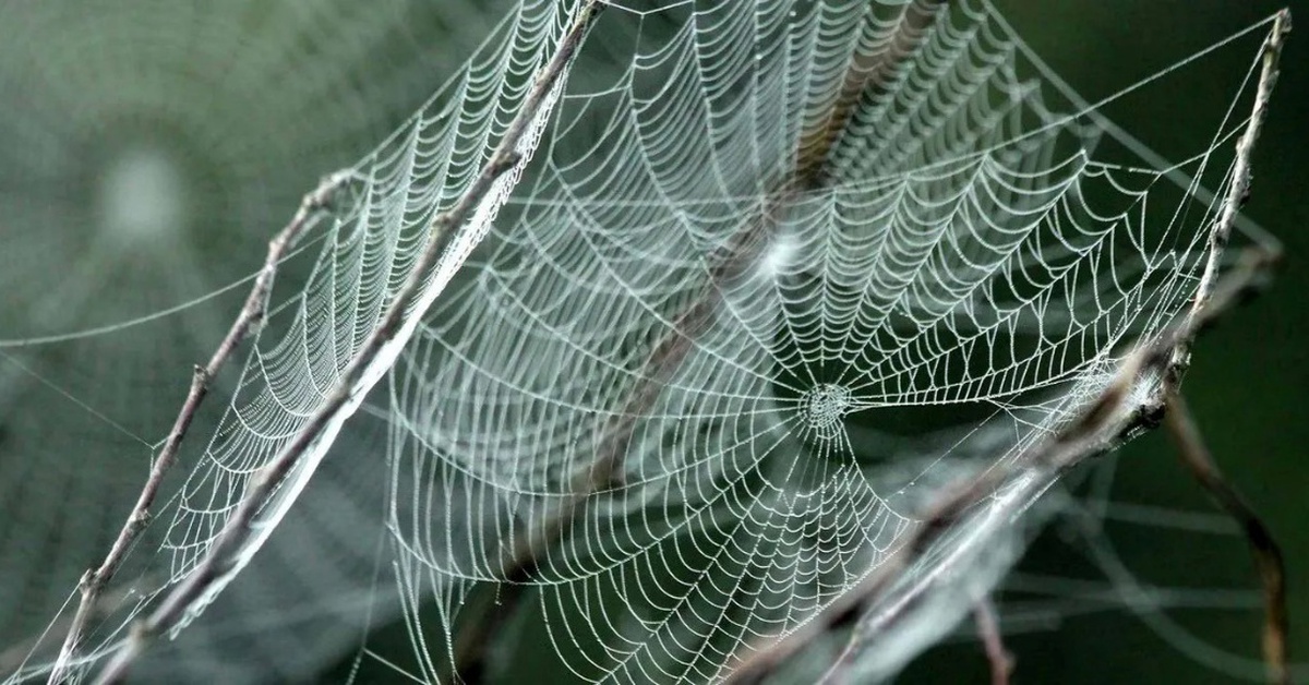 Giải mã ‘thủ thuật’ phân tử giúp tơ nhện bền hơn thép