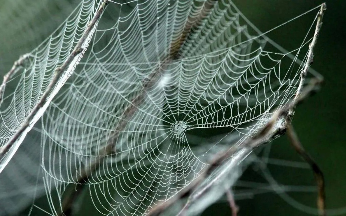 Giải mã ‘thủ thuật’ phân tử giúp tơ nhện bền hơn thép